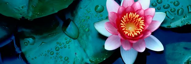 Chinzilla Baby banner