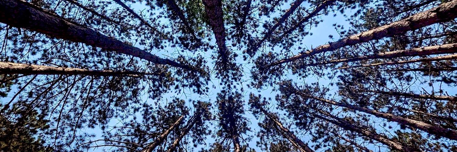 ✨𝓡o𝔁ann𝓮 ⚡️🌳 banner