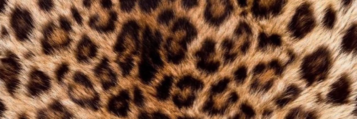 Hailey Twitty banner