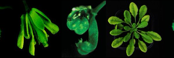 AtDeleris Profile Banner