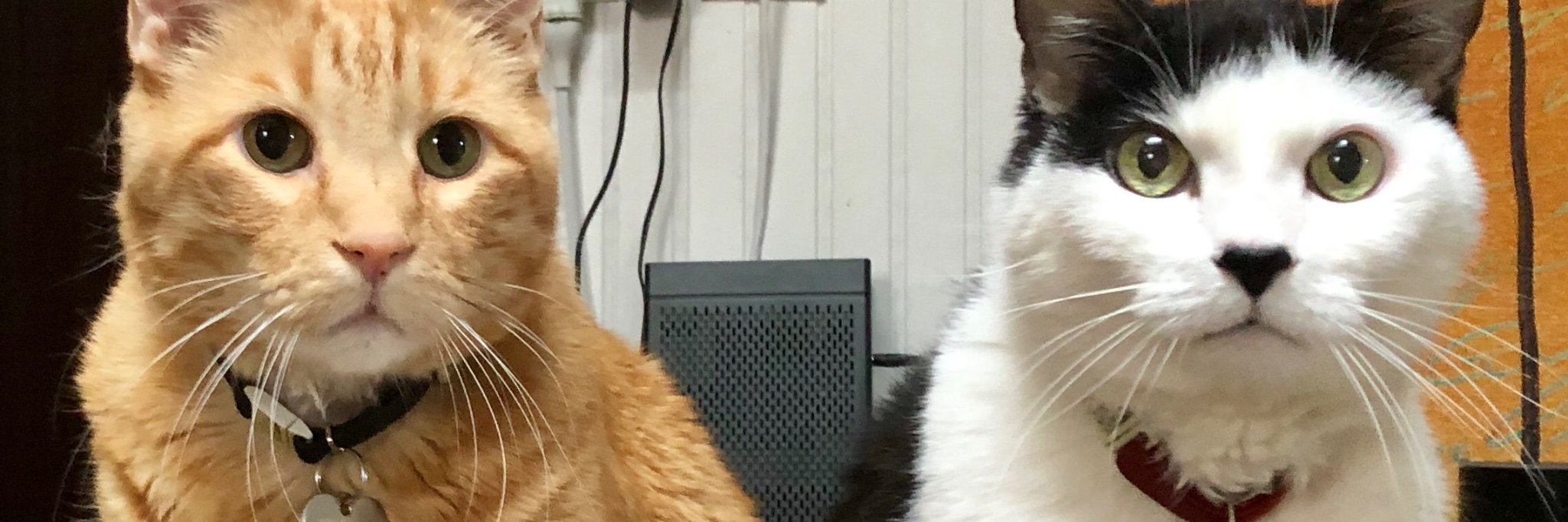fryonthefly's profile banner image