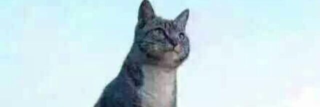 Mr.Zhang⭐(u‿ฺu✿)- banner