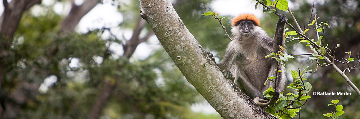 Red Colobus Conservation Network banner