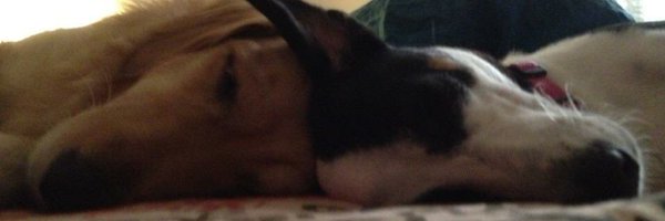 ranjim Profile Banner