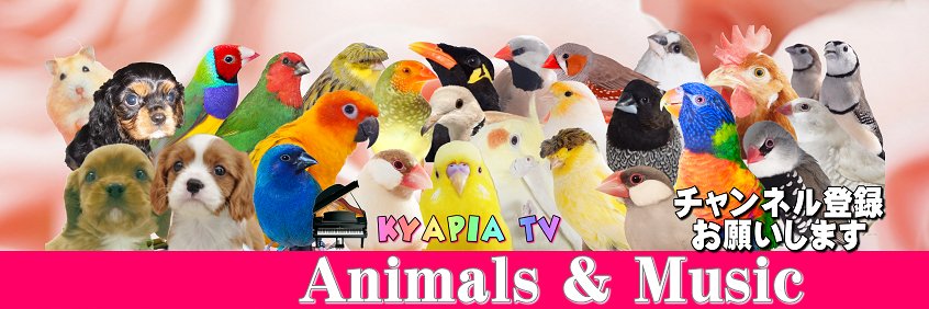 KYAPIA TV❤動物と音楽♬犬鳥のママ🐶🐥 banner