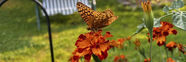 SheilaEbb Profile Banner