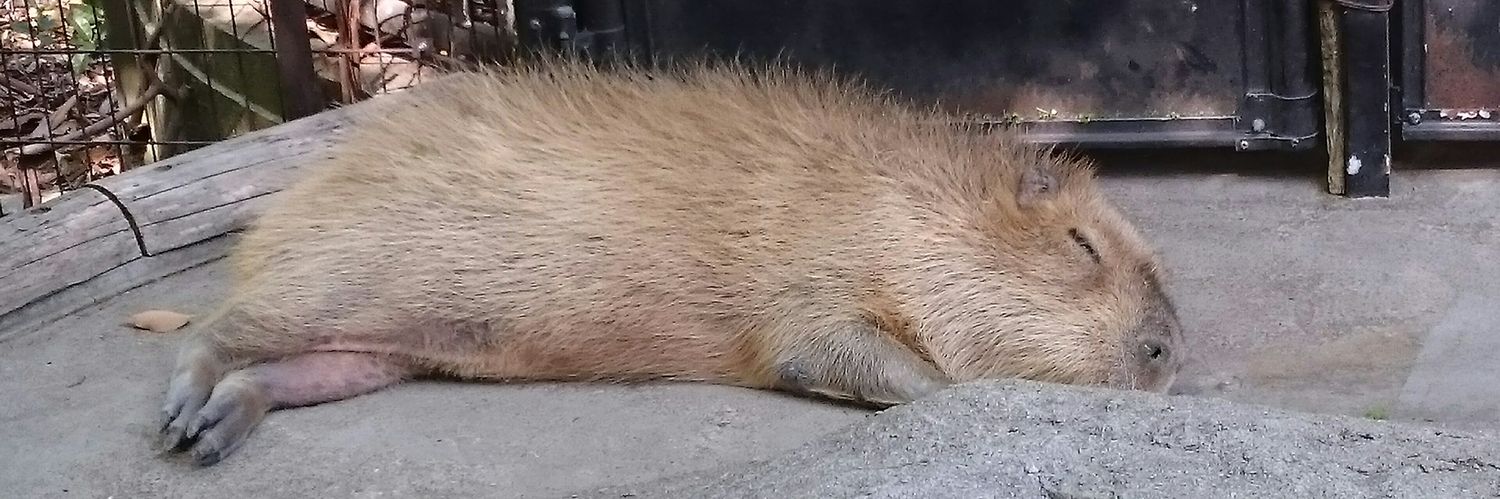 ちゃっぴー（ジョン・カピバラ） banner