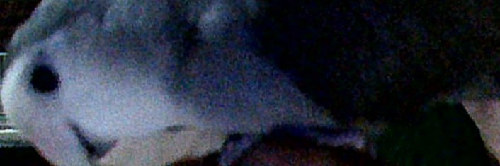 谐儿 banner