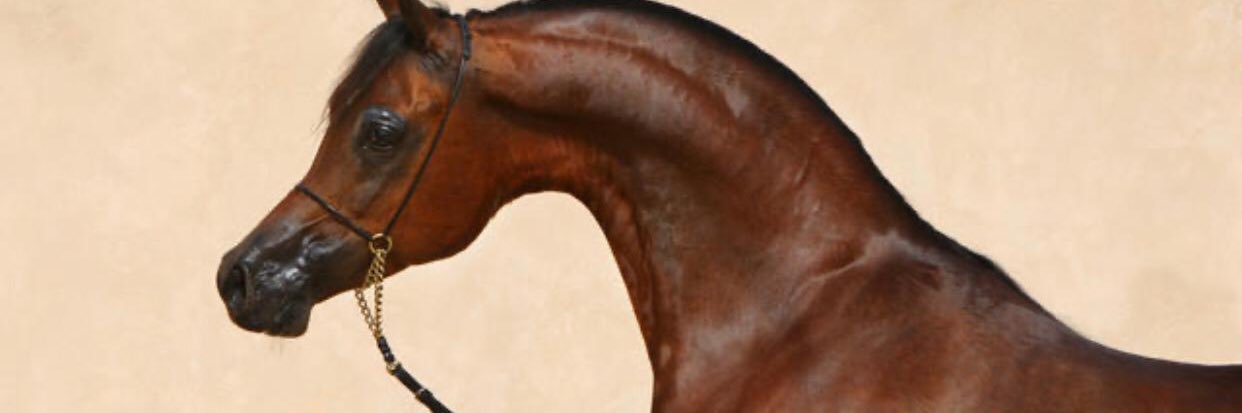 م/خالد عبدالهادي الميموني banner