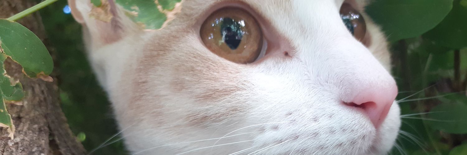 Nacho_F_I's profile banner image
