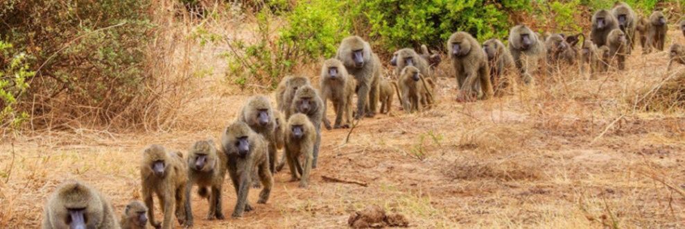 Nature/Wildlife/People. banner