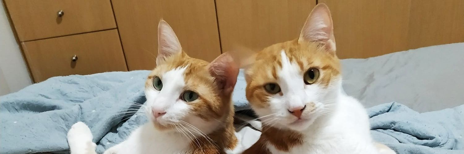 אוגייר ידידותי גדול banner