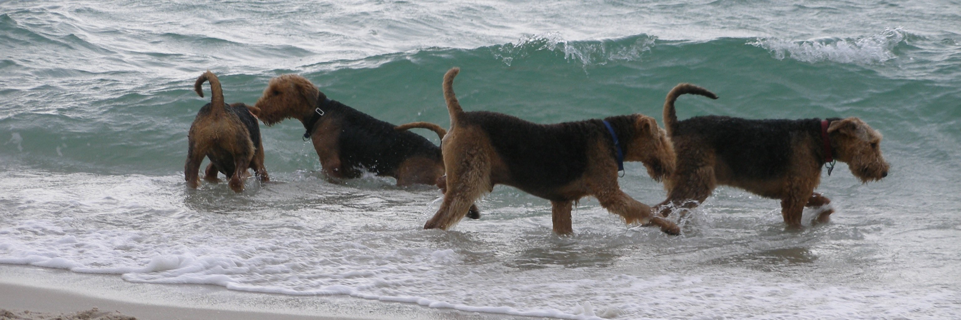 PawBehaviour's profile banner image