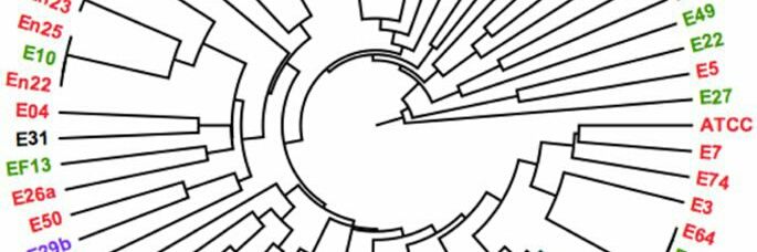 Bacterial Genomics's banner