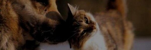 LocaPets Profile Banner