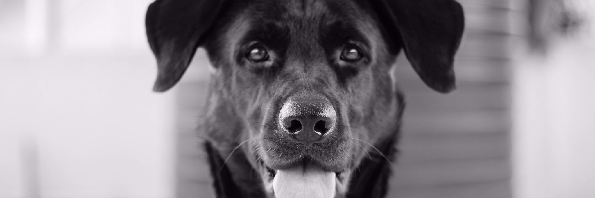 Maxodagama's profile banner image