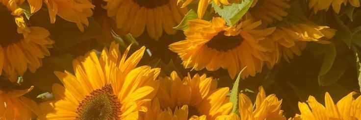 Bars banner
