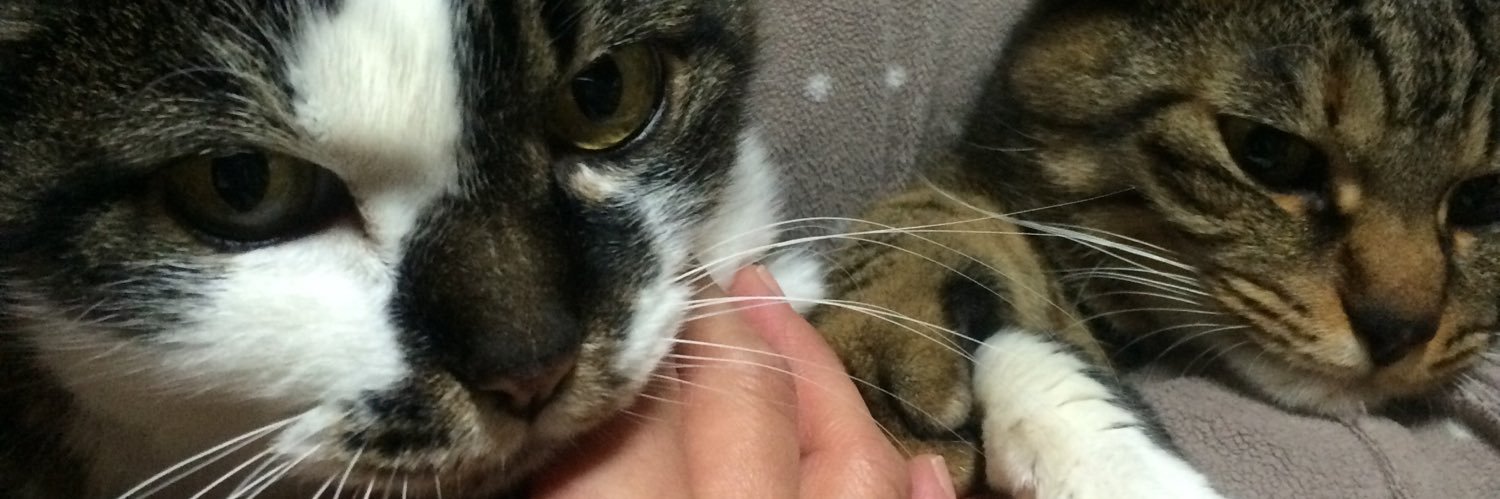 pipapencho's profile banner image