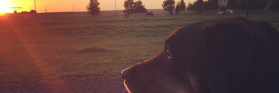 woofpenny's profile banner image