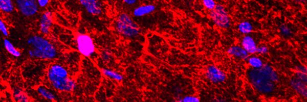 dibenedetto_lab Profile Banner