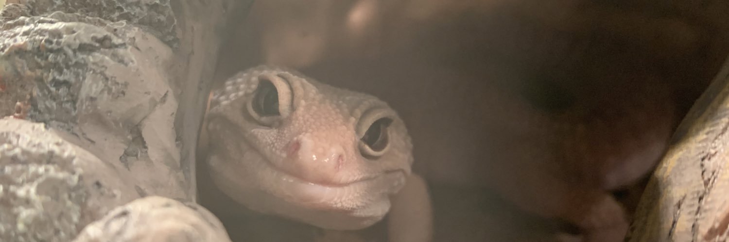 niklamaack's profile banner image