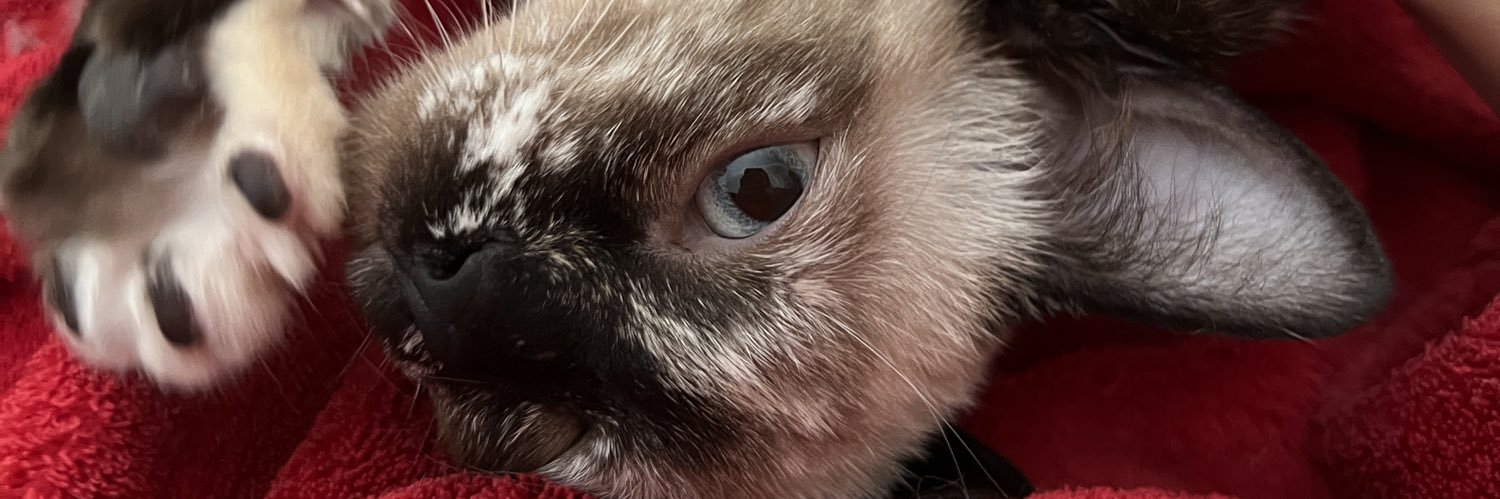 Bárbara 🇮🇨 banner