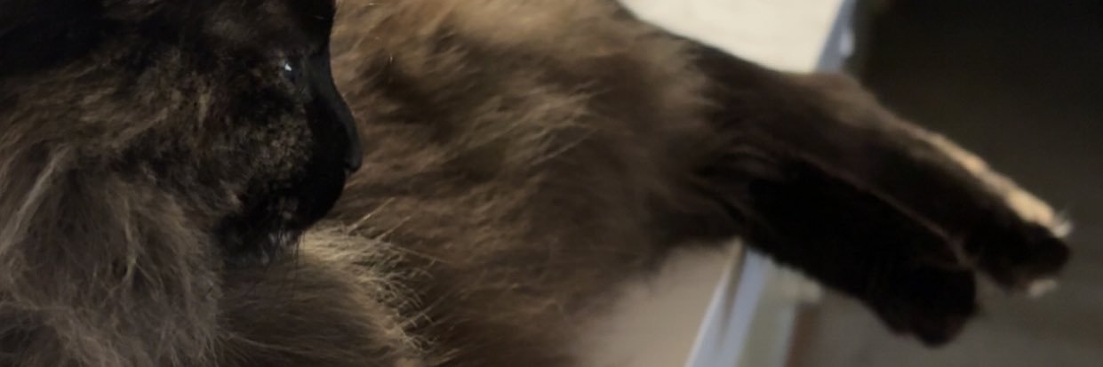 aholyfoool's profile banner image