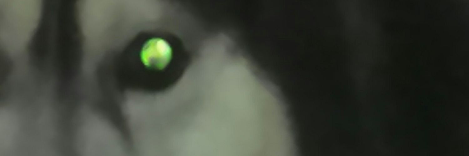manimanio's profile banner image