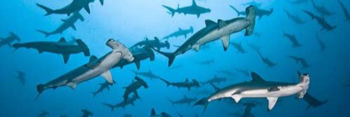 SharksWithSam's profile banner image