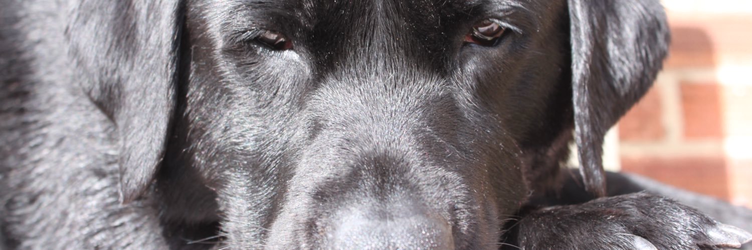 tinaloo1's profile banner image