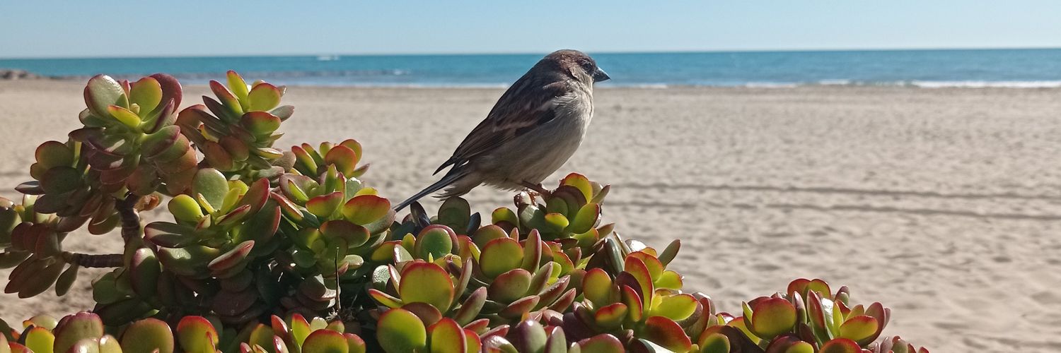CVilarrocha's profile banner image