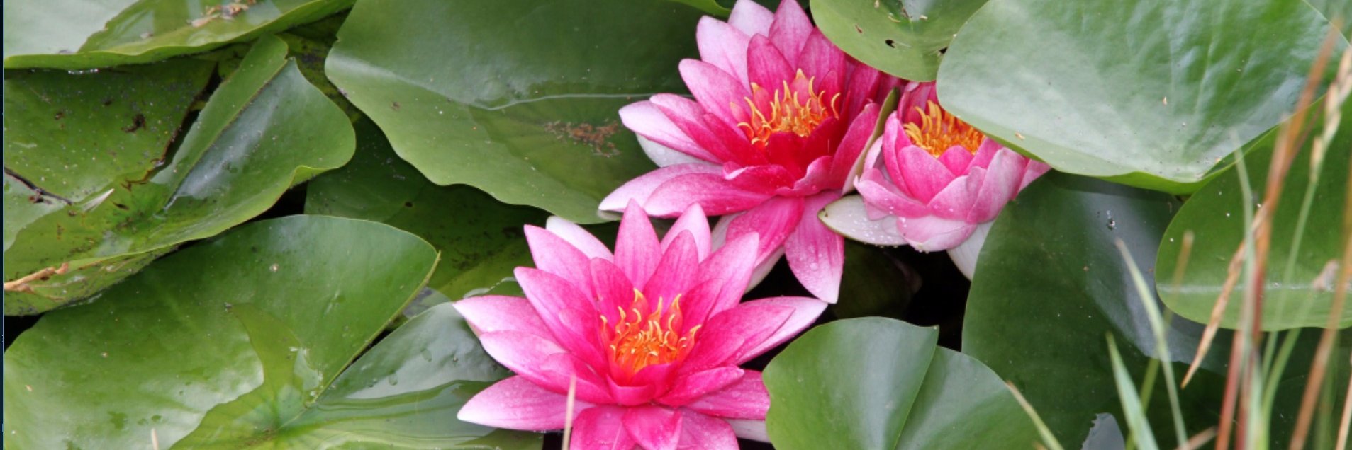 LOTUS RWA banner