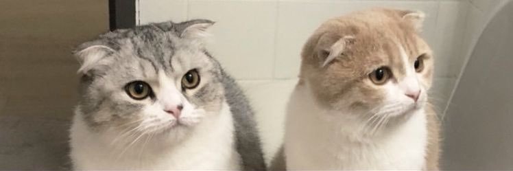 Harshi⁷| ia📚 banner