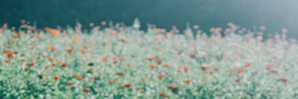 Lizzie Colson™ banner