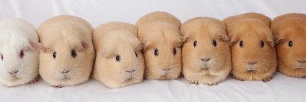 jesse_bald Profile Banner