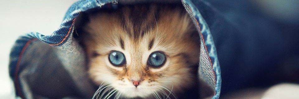 Umair Khurshid banner