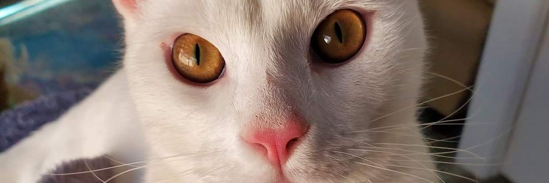 algehrett's profile banner image