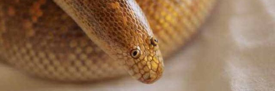 Rodney Pooh (NOT A DAMN BOT) banner