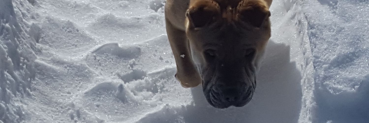 Stupid Sexy Flanders banner