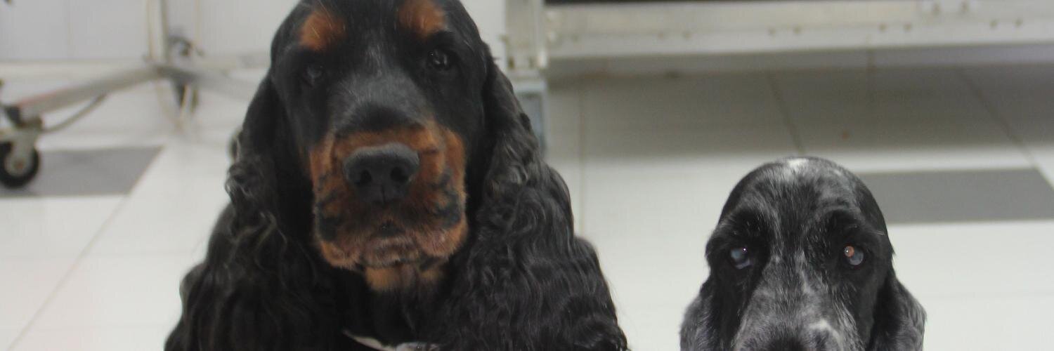 Toño de los Bueis banner