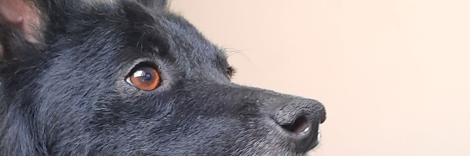 bangtali's profile banner image