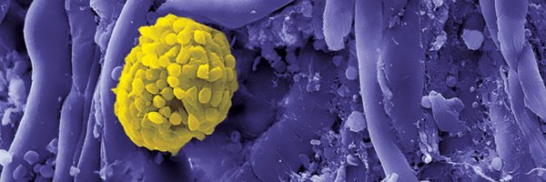 NU_Nephrology Profile Banner