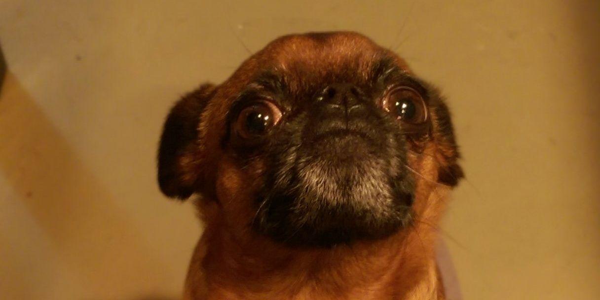friskyybiscuits's profile banner image