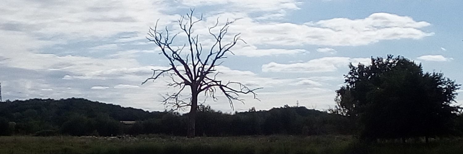 ScolaBergama's profile banner image