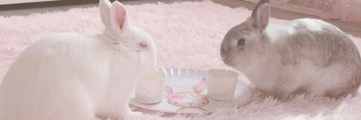 moina's profile banner image