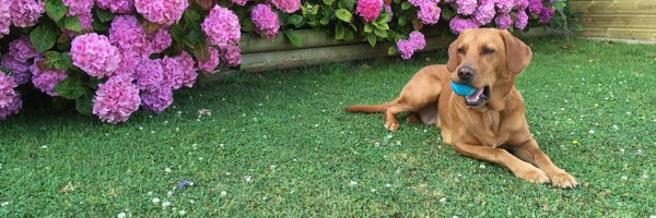 JedIAmADog Profile Banner