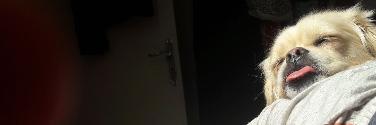 alirezaxyz's profile banner image