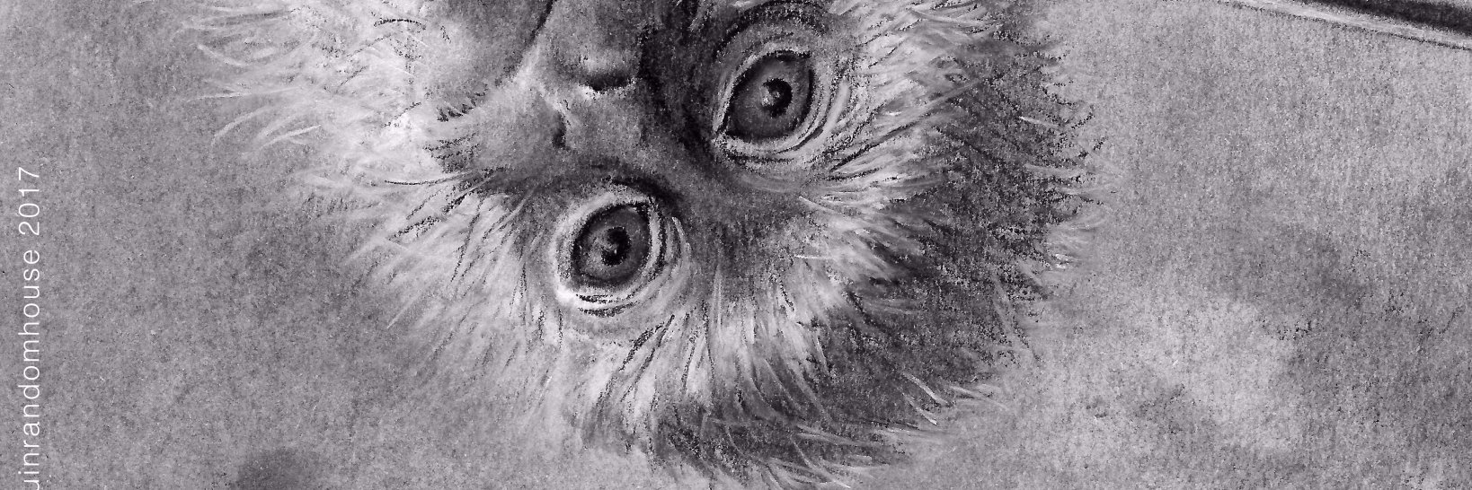 NickoMonkey's profile banner image