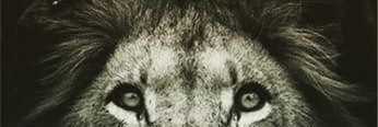 Peco ♏ banner