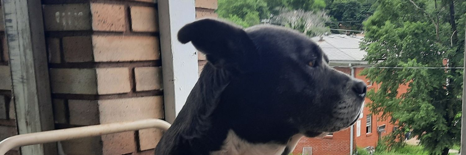 Dennis Moriarty banner